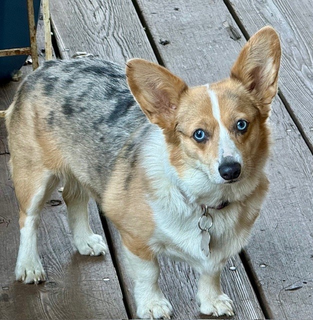 A short-legged dog with blue eyes and a tricolor coat stands on a wooden deck, looking toward the camera.