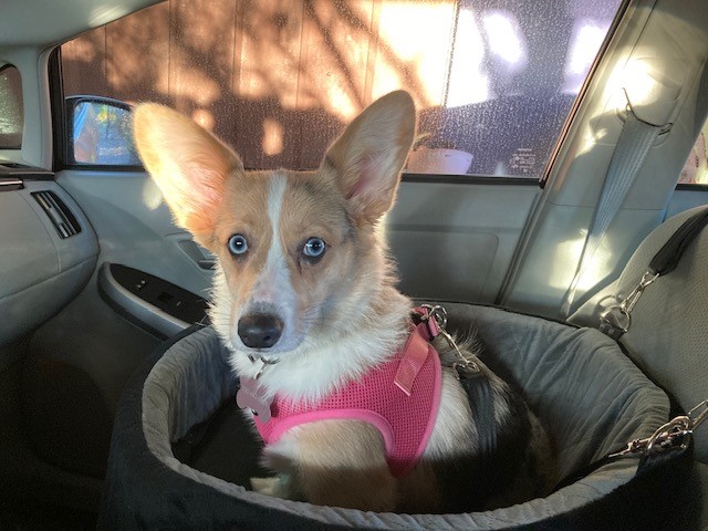A Corgi wearing a pink harness sits in a pet car seat inside a car, looking toward the camera.