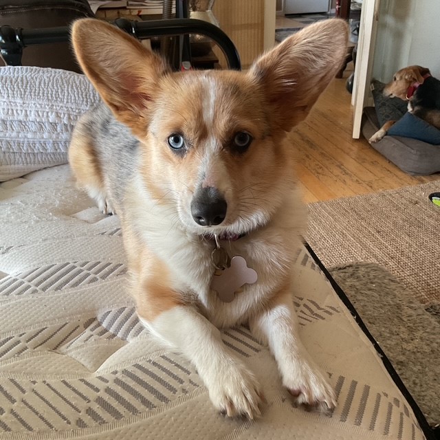 A Corgi with blue eyes and large ears lies on a mattress indoors, with another dog resting in the background.