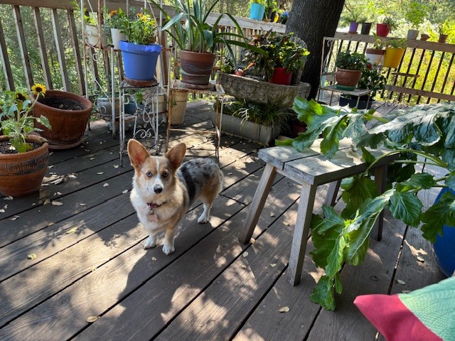 A corgi stands on a wooden deck surrounded by potted plants and outdoor furniture in sunlight.