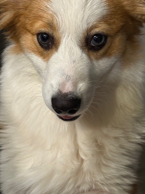 Close-up of a fluffy white and tan dog with dark eyes looking directly at the camera.