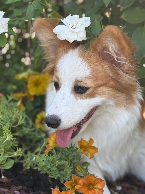 A fluffy dog with orange and white fur rests among flowers with a white blossom on its head.
