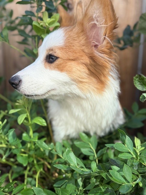 A dog with white and brown fur looks to the side while standing among green leafy plants outdoors.