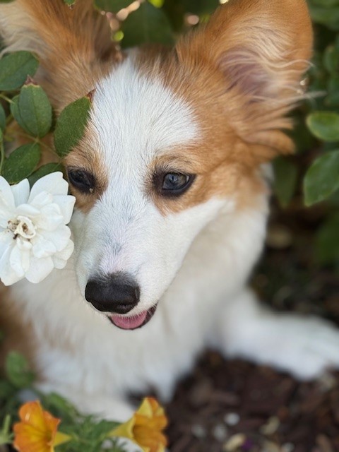 A corgi with tan and white fur sits among green leaves and flowers, looking off to the side.