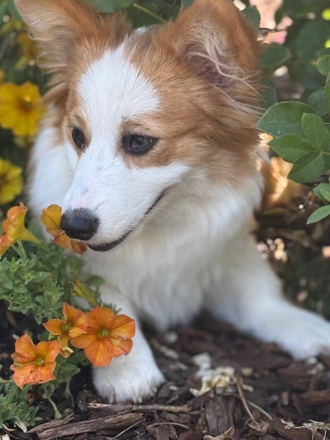 A small dog with white and brown fur lies on mulch next to orange flowers and green leafy plants.