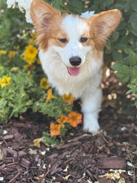 A dog standing in a garden.