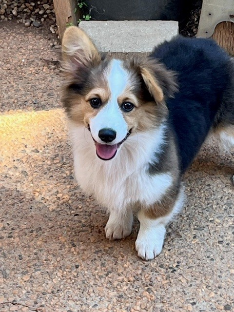 A fluffy tricolor puppy with one ear up stands on a textured outdoor surface, looking at the camera.