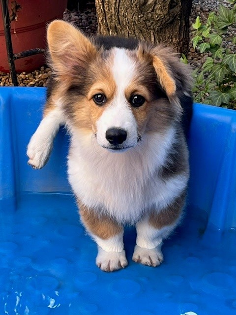 A tricolor puppy with one paw raised stands in a blue plastic pool outdoors near plants and a tree.