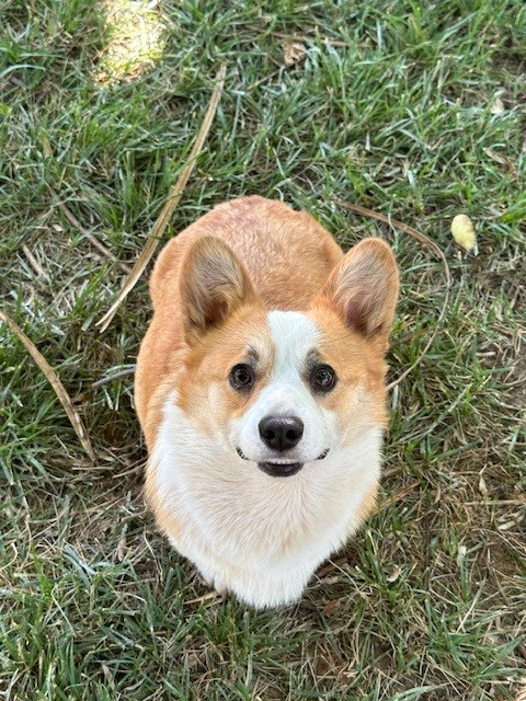 A brown and white corgi sits on green grass, looking up at the camera with its mouth slightly open.