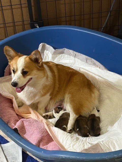 A corgi lies in a blue dog bed nursing several small puppies on white and pink blankets.