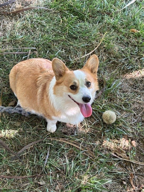 A corgi sits on grass next to a tennis ball, looking up with its tongue out.