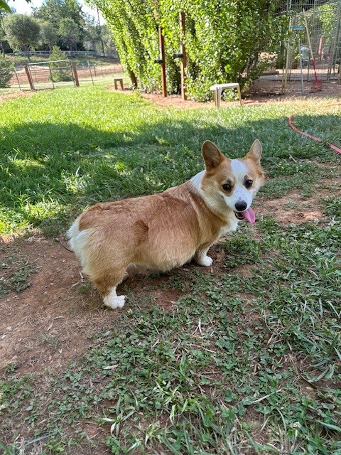 A tan and white corgi stands on grass and dirt, looking back with its tongue out in a sunlit outdoor area.
