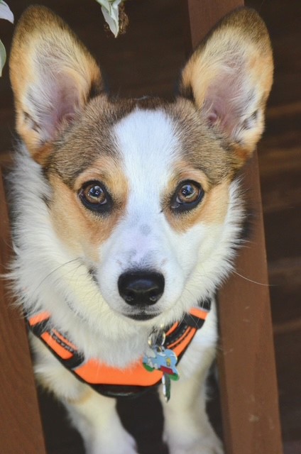A corgi with a white and brown coat wears an orange harness and looks directly at the camera through wooden rails.