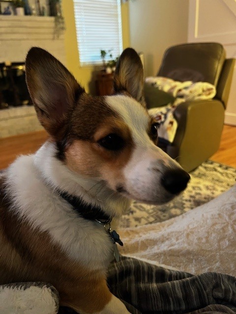 A corgi with upright ears sits indoors on a cozy blanket near a chair and a fireplace.