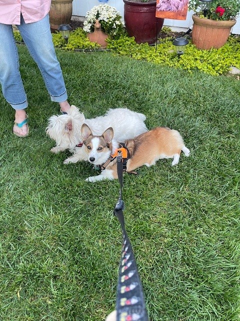 Two small dogs, one white and one brown, lie on grass next to a person standing in jeans and sandals in a garden.