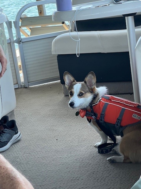 A small dog wearing a red life jacket sits on the floor of a boat, looking toward the camera.