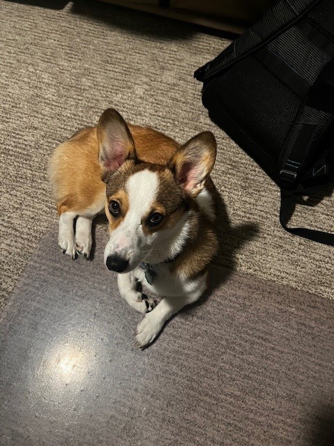 A brown and white corgi is lying on a carpeted floor next to a black bag, looking up.