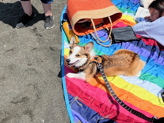A corgi on a rainbow blanket at the beach, wearing a harness and leash, with people nearby.