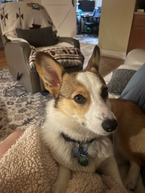 A corgi with a collar sits on a blanket in a cozy living room with patterned furniture in the background.