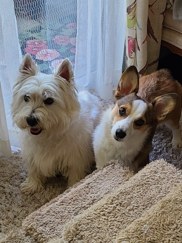 A West Highland White Terrier and a Corgi sitting side by side on a carpeted floor near a window with sheer curtains.