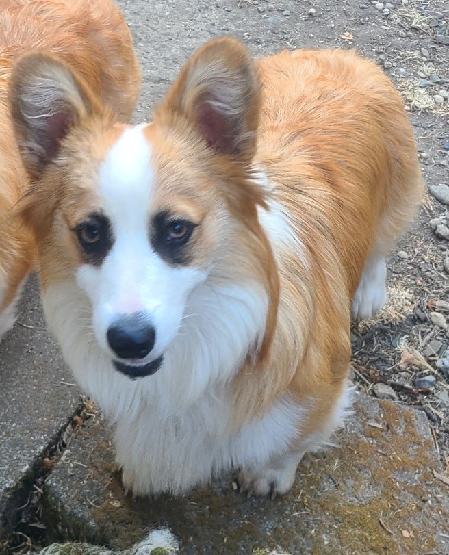 A fluffy, tan-and-white dog with upright ears stands on a rough outdoor surface, looking toward the camera.