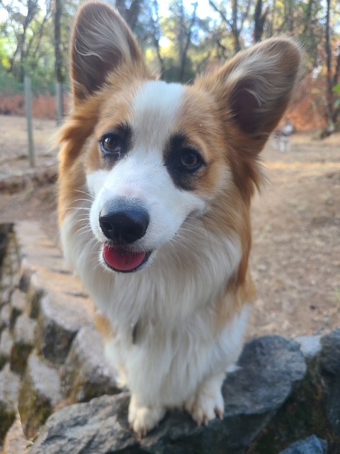 A brown and white corgi with its tongue out stands on a stone ledge in an outdoor wooded area.