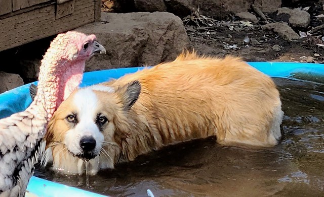 A dog stands in a small blue pool, partially submerged, next to a turkey outdoors on a rocky surface.
