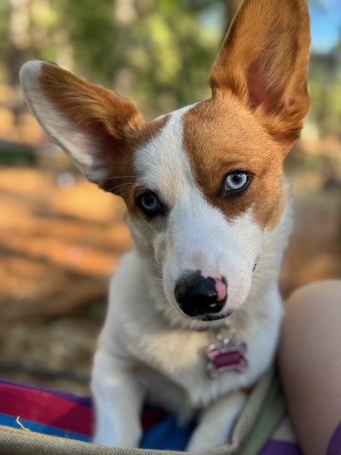 A dog with blue eyes and large ears looks at the camera while sitting outdoors on a plaid blanket.
