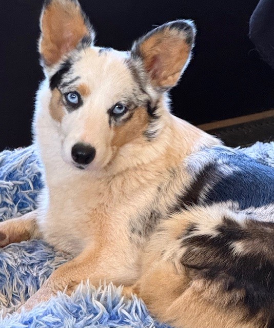 A blue-eyed dog with a merle coat and upright ears lies on a fuzzy blue blanket, looking toward the camera.