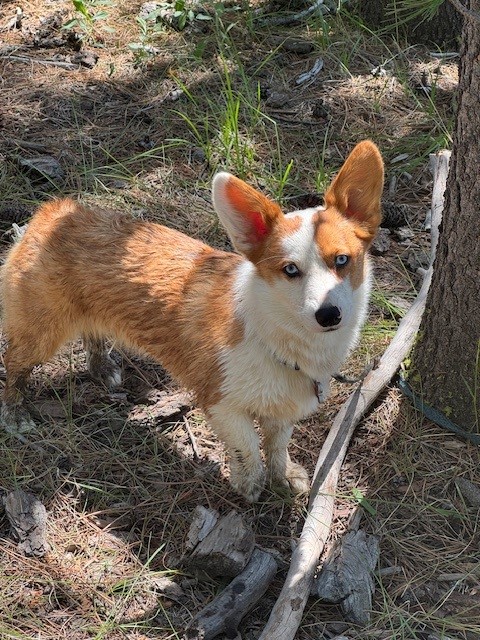 A brown and white corgi with different colored eyes stands on a forest floor next to a tree.