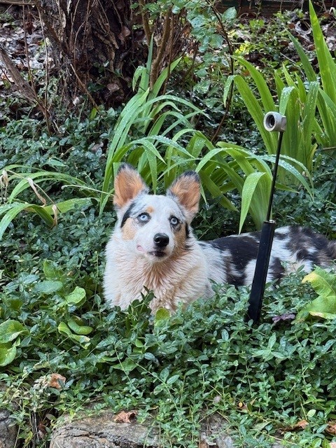 A dog with blue eyes and a mottled coat lies in green foliage next to a black pole with a small camera attached.