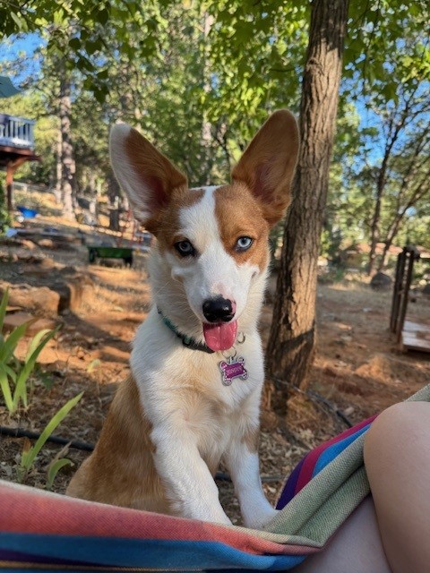 A brown and white dog with one blue eye sits outdoors on a sunny day, tongue out, looking at the camera.