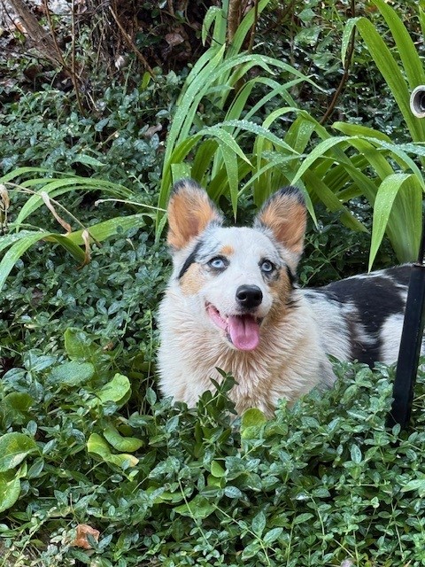 A dog with blue eyes and black, white, and tan fur sits in green plants, looking up with its tongue out.