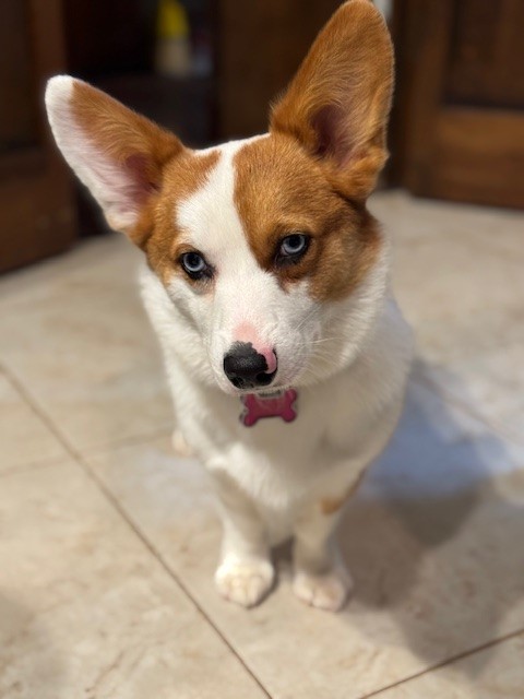 A brown and white Corgi with blue eyes and a pink collar stands on a tiled floor, looking at the camera.