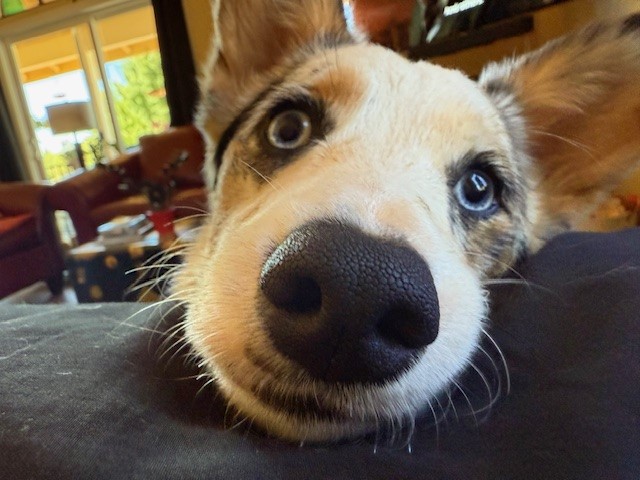 Close-up of a dog's face with mismatched eyes resting its head on a surface indoors, with background furniture visible.