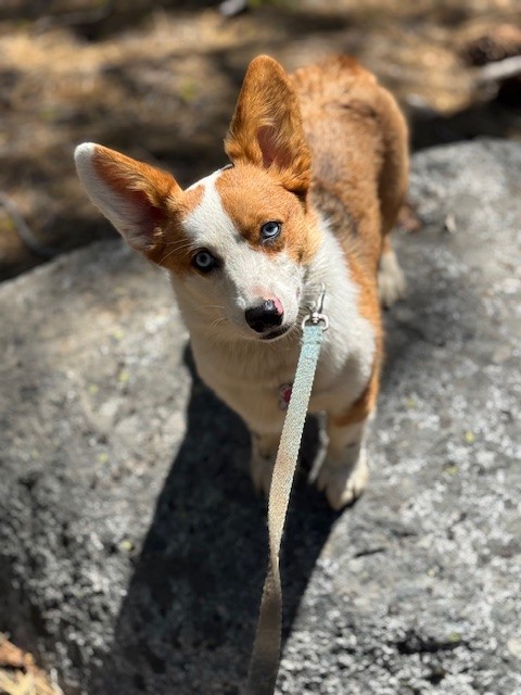 A brown and white Corgi with blue eyes stands on a rock, looking up while on a leash.