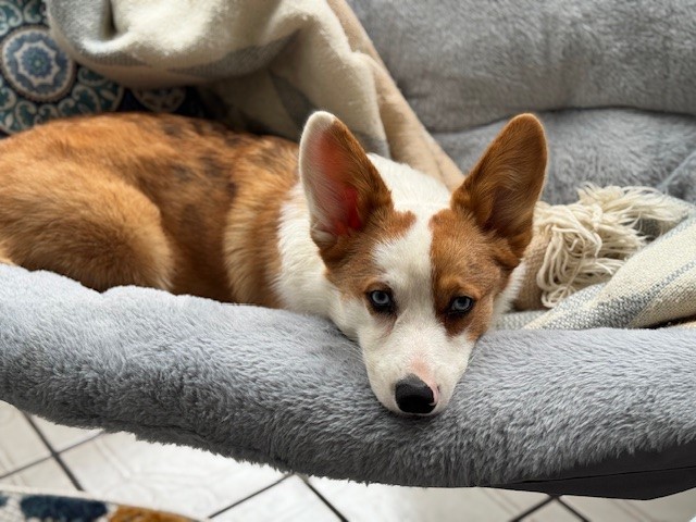 A brown and white corgi with blue eyes lies on a gray plush chair, resting its head and looking forward.