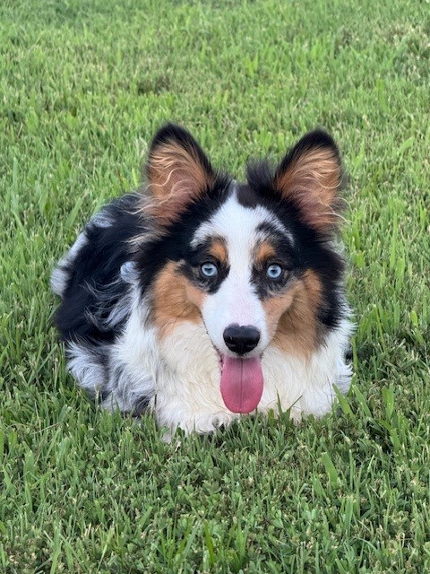 A black, white, and tan dog with blue eyes lies on green grass, looking at the camera with its tongue out.