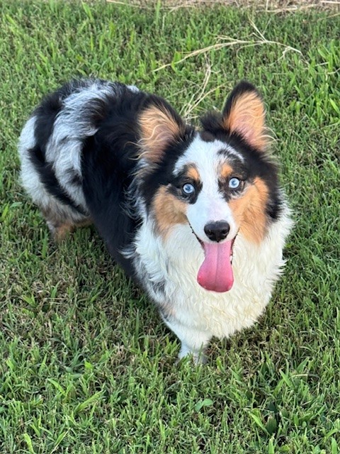 A tricolor, blue-eyed Corgi with a long tongue stands on green grass, looking up at the camera.