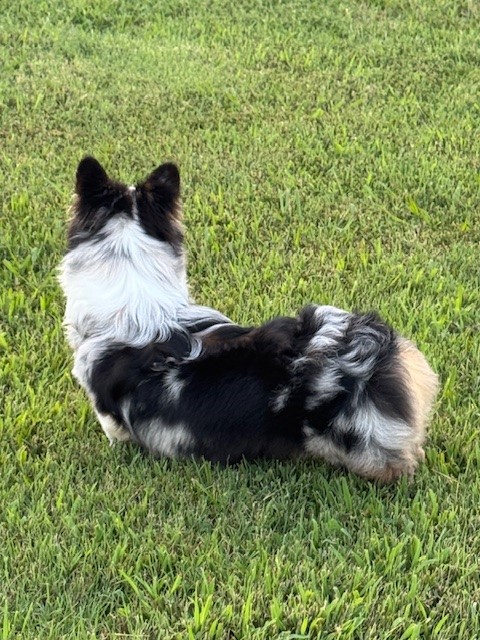 A long-haired dog with black, white, and gray fur lies on green grass facing away from the camera.