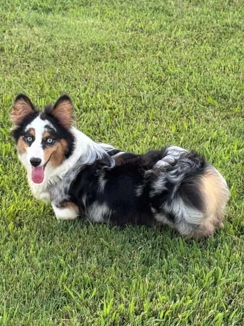 A black, white, and tan corgi with blue eyes sits on green grass, looking at the camera with its tongue out.
