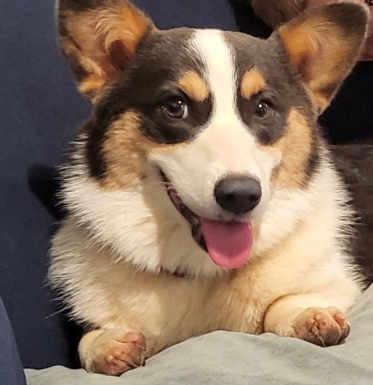 A tri-color corgi dog with perked ears sits on a couch, facing forward with its tongue out.