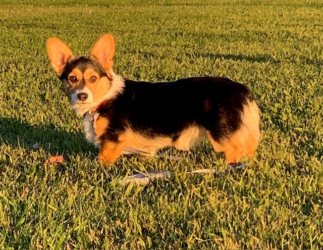 A tricolor corgi stands on green grass in bright sunlight, looking toward the camera.