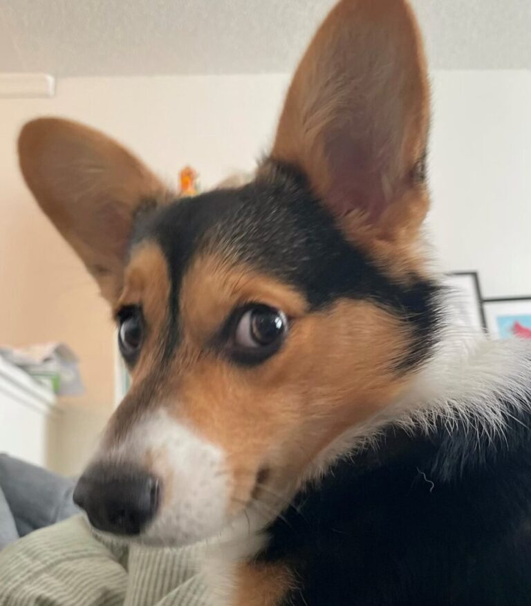 Close-up of a tricolor corgi dog looking over its shoulder with ears perked up indoors.