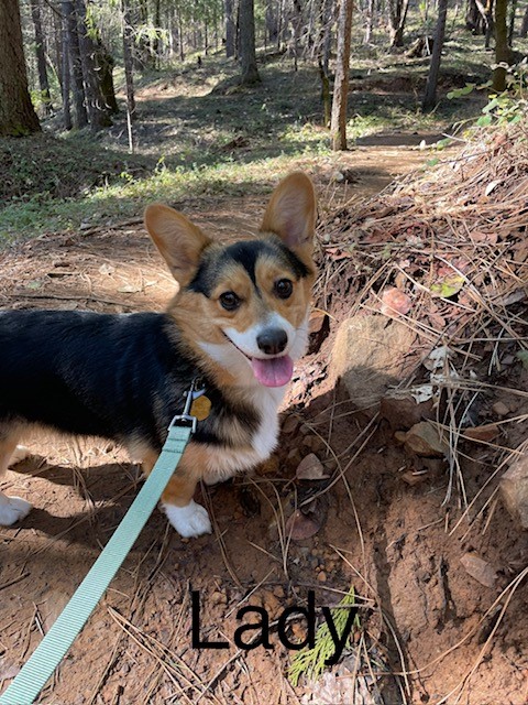 A corgi on a leash stands on a wooded dirt trail, looking at the camera with its tongue out. The name "Lady" is overlaid.