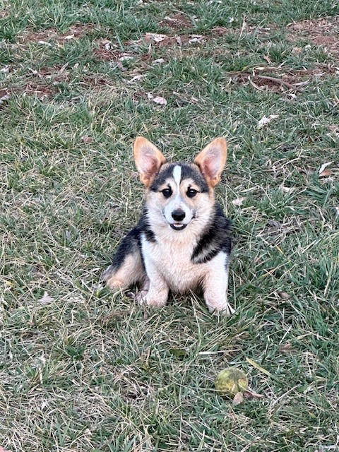 A small dog with black and tan fur sits on grass, with a yellow tennis ball in front of it.