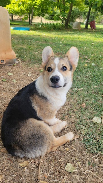 A corgi with a black, tan, and white coat sits on grass and dry leaves, looking toward the camera outdoors.