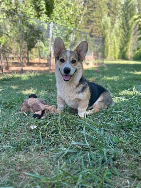 A corgi sits on grass next to a stuffed toy in a fenced yard with trees in the background.