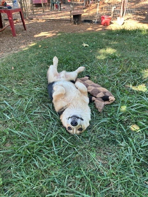 A dog lies on its back on grass next to a stuffed toy, looking up with its paws in the air.