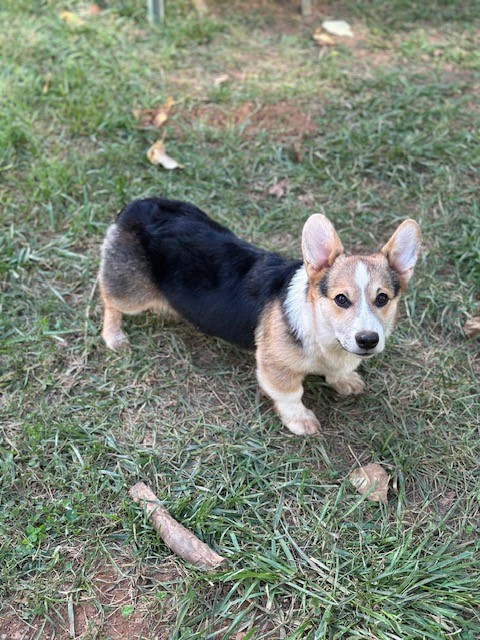 A tricolor corgi stands on grass, looking up at the camera with its ears perked up.